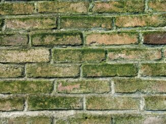 Come eliminare la muffa dai muri definitivamente