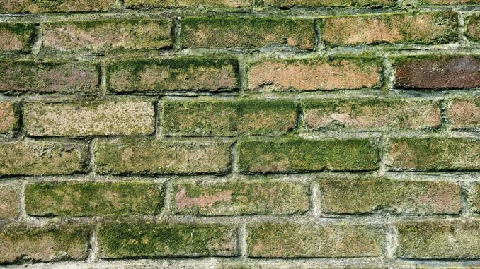 Come eliminare la muffa dai muri definitivamente