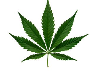 Erba legale, gli effetti del CBD sul nostro corpo