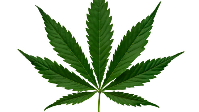 Erba legale, gli effetti del CBD sul nostro corpo